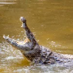 CROCODILE ATTACKS PASTOR