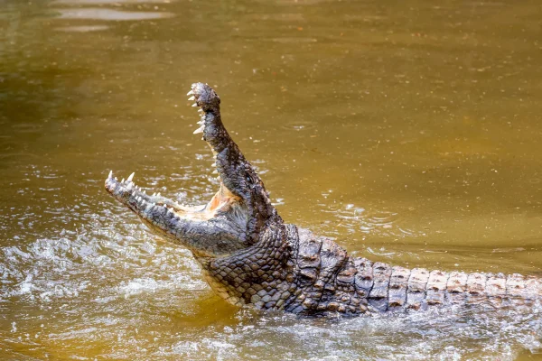 CROCODILE ATTACKS PASTOR